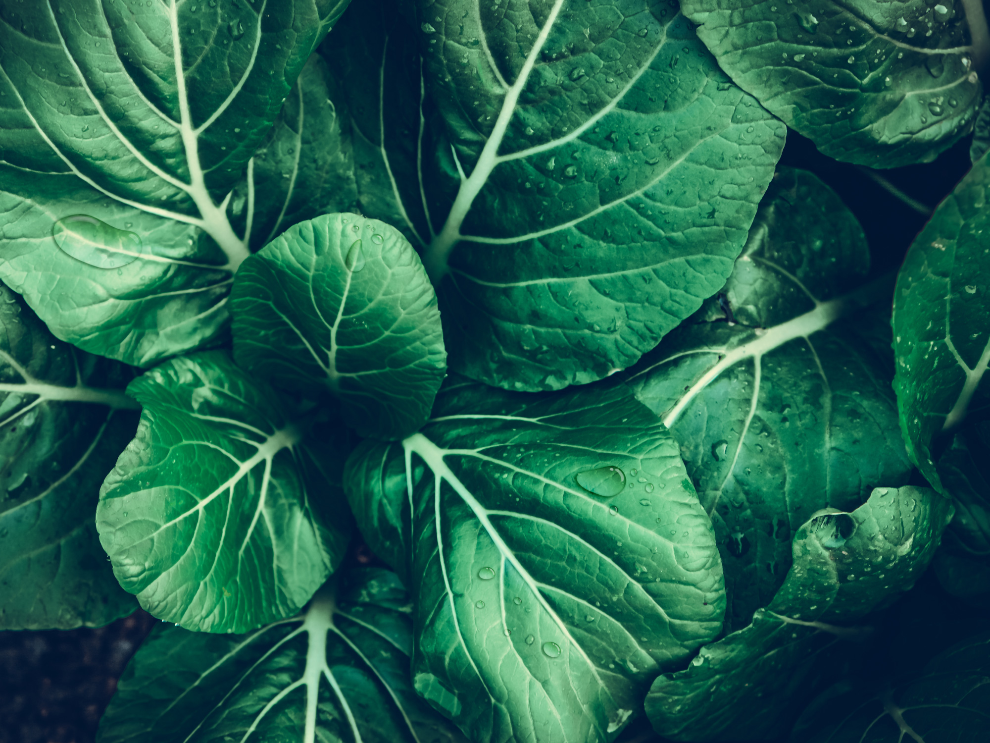 Acquista le verdure di stagione